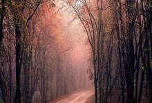 [图]戴维斯40+12詹姆斯再砍三双 力克马刺.